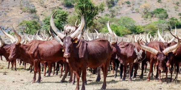 The beauty of the Ankole long horned Cattle The Ankole long horned cattle
