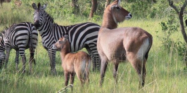 Uganda's wild life Enjoy Uganda Wild Life